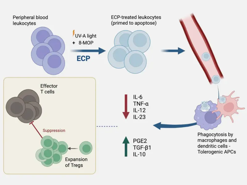 Biomarkers for optimizing ECP treatment for acute and chronic GvHD